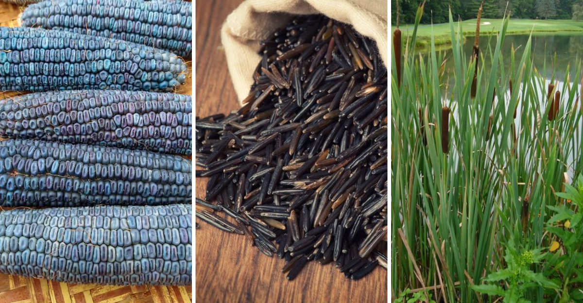 15 Surprising Things Native Americans Ate Before Europeans Arrived