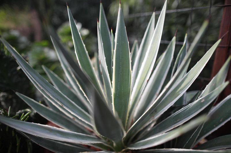 Agave