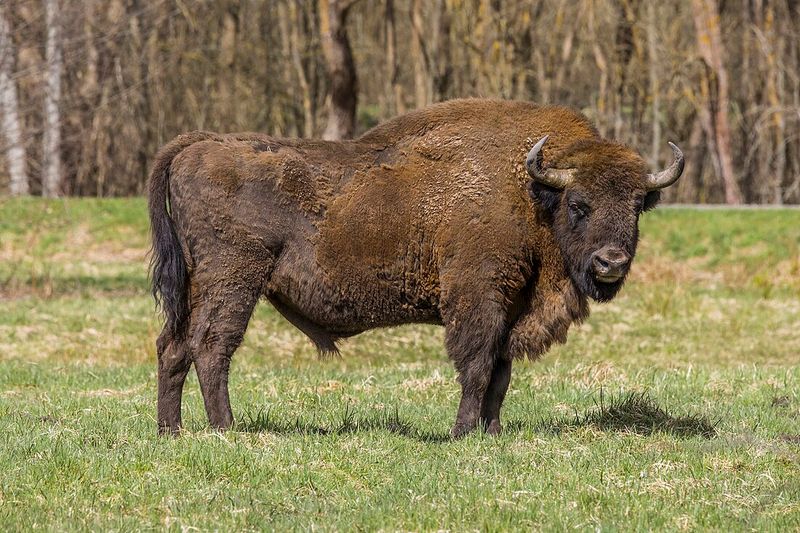 Bison