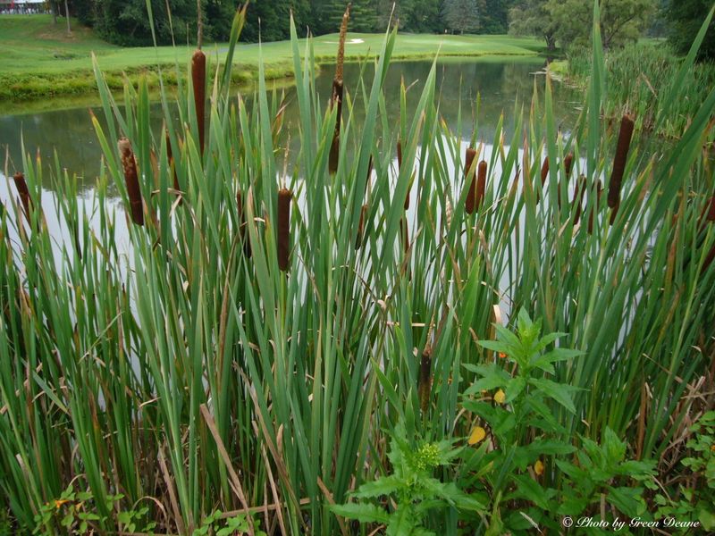 Cattails