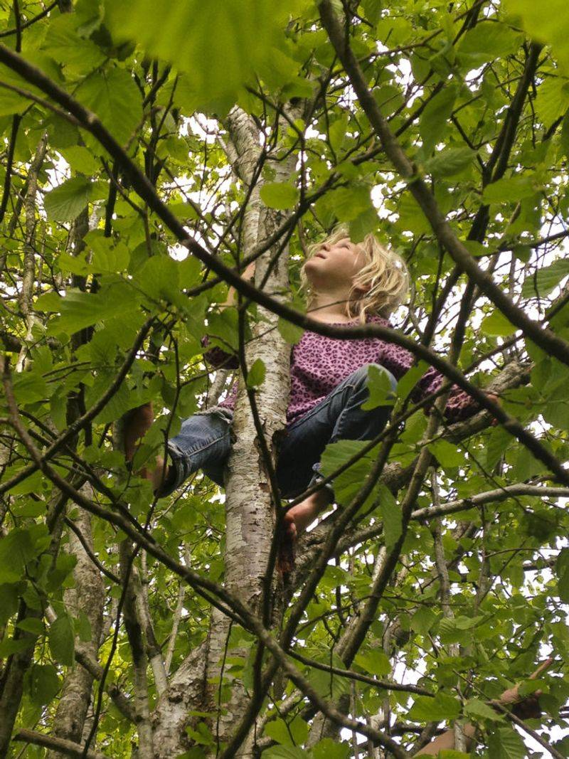 Climbing Tall Trees