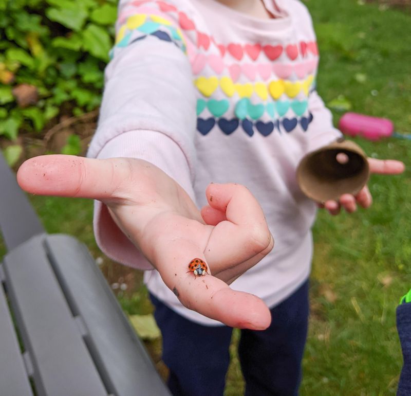 Collecting Insects