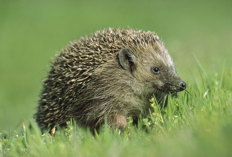 Hedgehog Meat