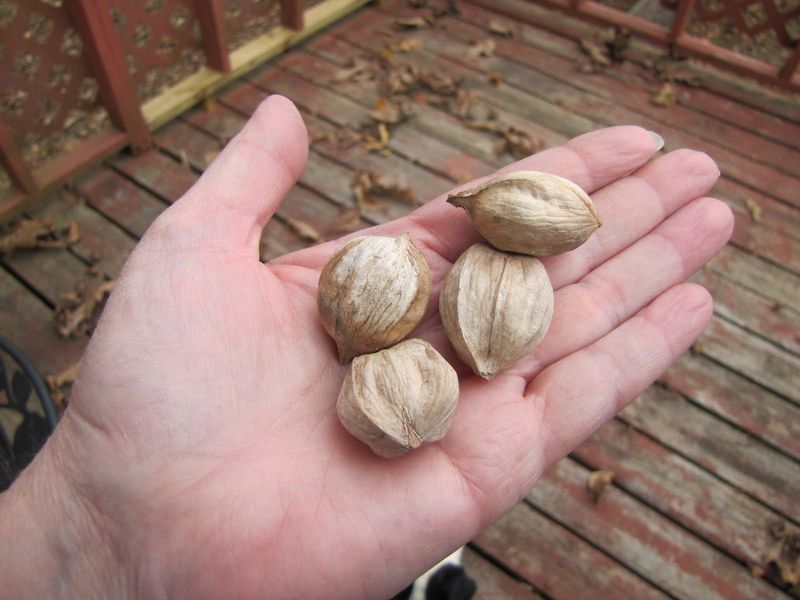 Hickory Nuts