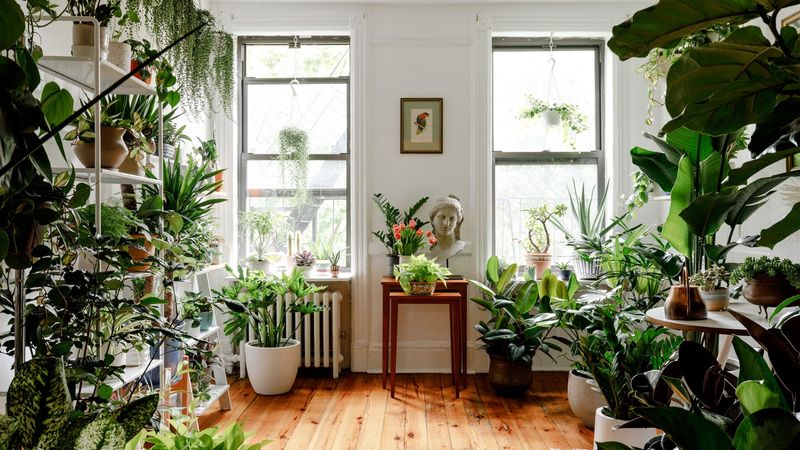 House Plants