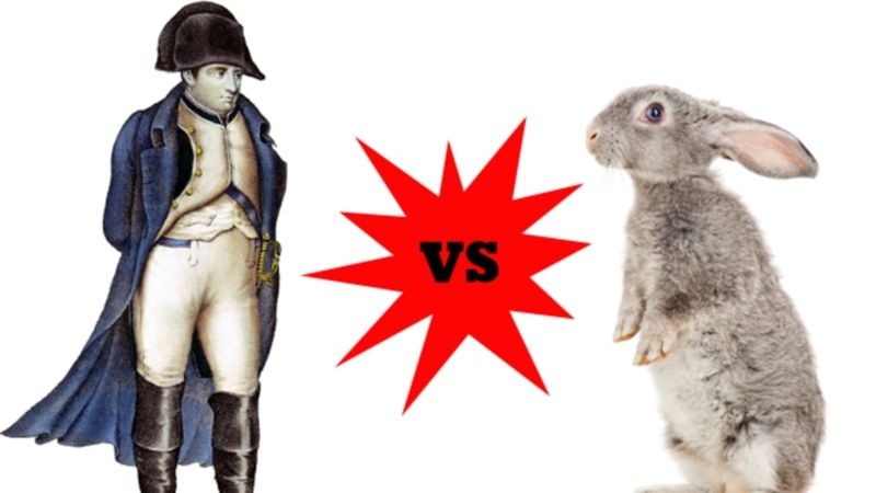 Napoleon's Rabbit Fiasco