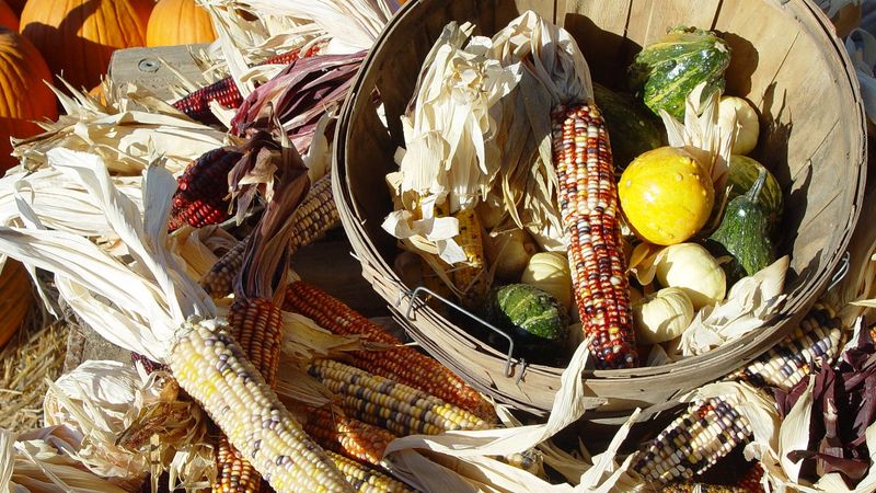 Native American Contributions to Agriculture