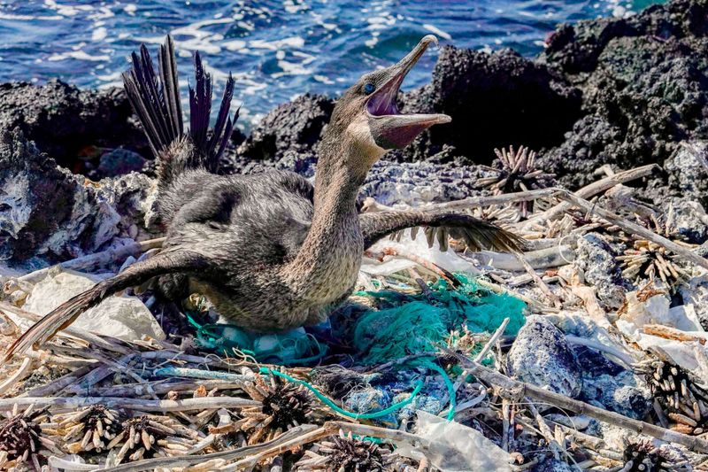 Galapagos Islands, Ecuador