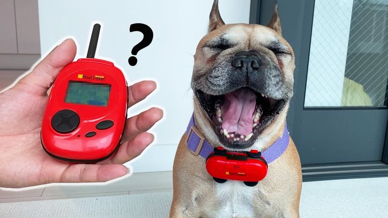 The Dog Translator